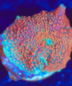 Wysiwyg Mushroom Frag [F145]