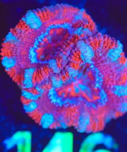 Wysiwyg Acan Frag [F146]