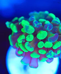 Wysiwyg Hammer Frag [F147] *Free shipping!  Minimum $249 livestock spend*