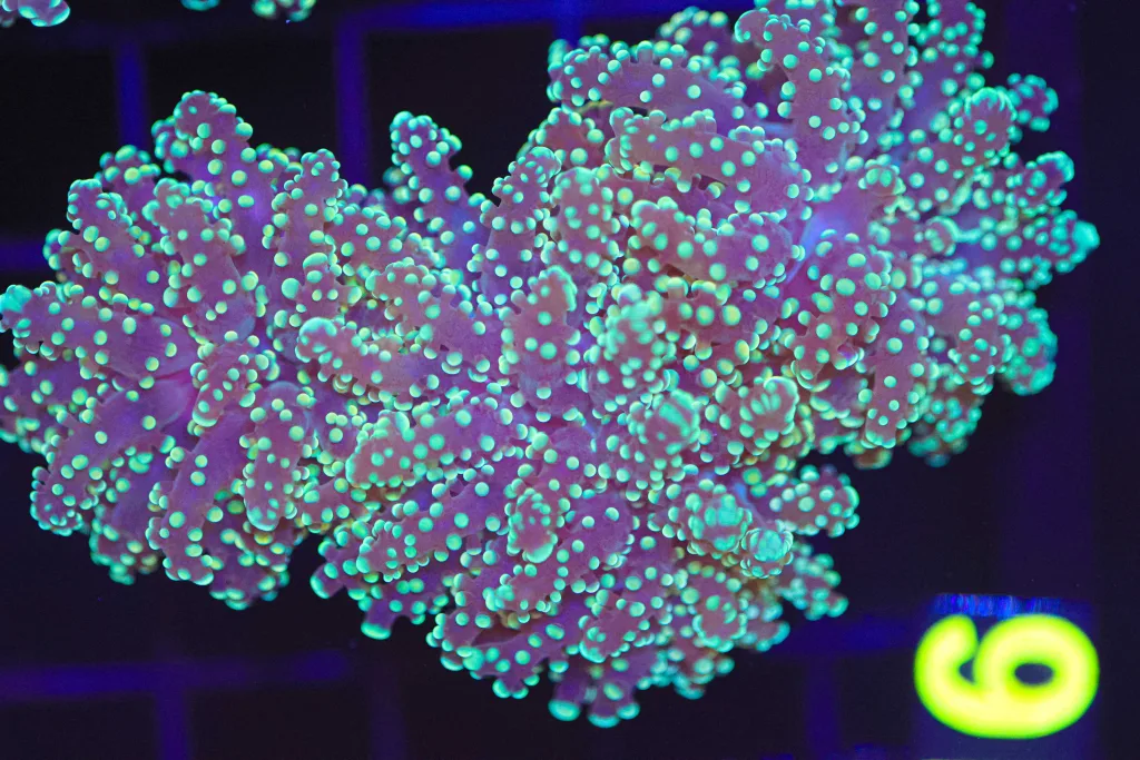 Frag Box Corals