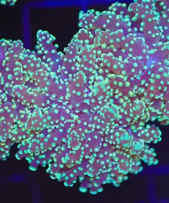 Yellow Octospawn Coral Frag (C16)