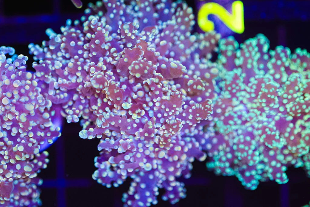 Frag Box Corals