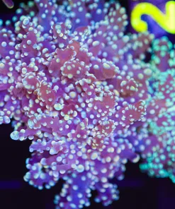 Golden Octospawn  (C17)