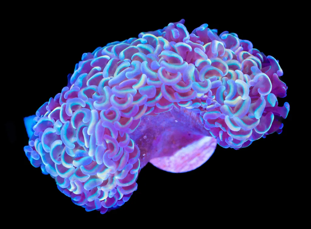 Frag Box Corals