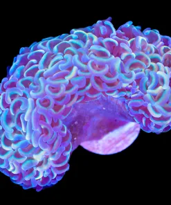 Wysiwyg Hammer Coral Colony (C20)