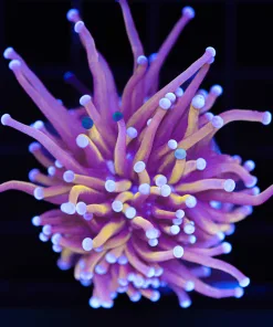 Wysiwyg White Tip Golden Torch Coral (C41) *Free shipping no minimum livstock spend*