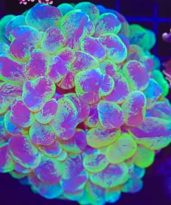 Wysiwyg Large Marbled Bubble Coral  (C50)