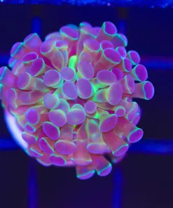 Small Hammer Coral Frag  (C15)** Max 1 per orer ***