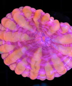 Wysiwyg Cynarina Coral (C73) *One of a kind show piece* Orange / Pink