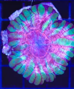 Wysiwyg Cynarina Coral (C72)