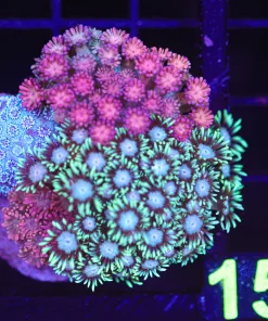 Wysiwyg Combo Flowerpot Coral (C112)