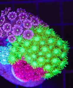 Wysiwyg Combo Flowerpot Coral (C135)