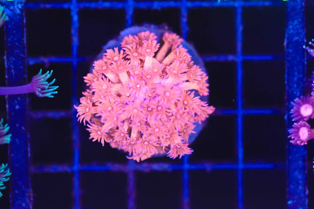 Frag Box Corals