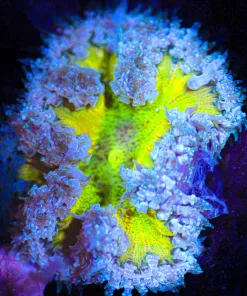 Wysiwyg Small Vibrant Rock Flower Anemone  (C146)