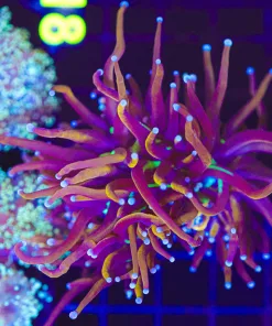 Wysiwyg Large Ultra Torch Coral  (C3)