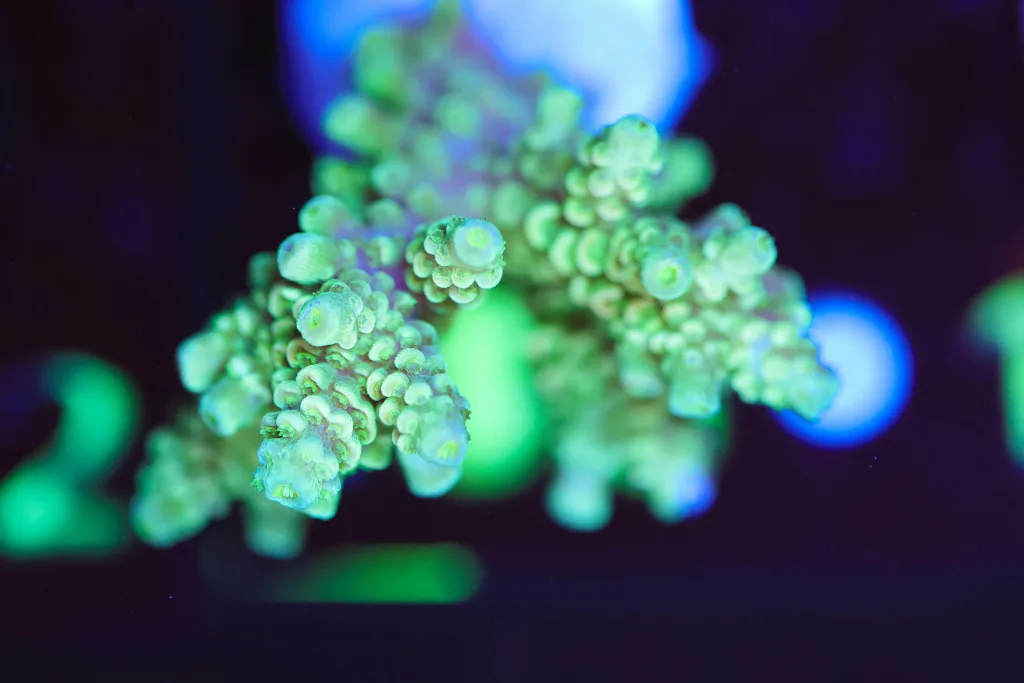Frag Box Corals