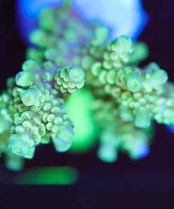 Wysiwyg XL Tenuis Frag / Mini cClony [F183]