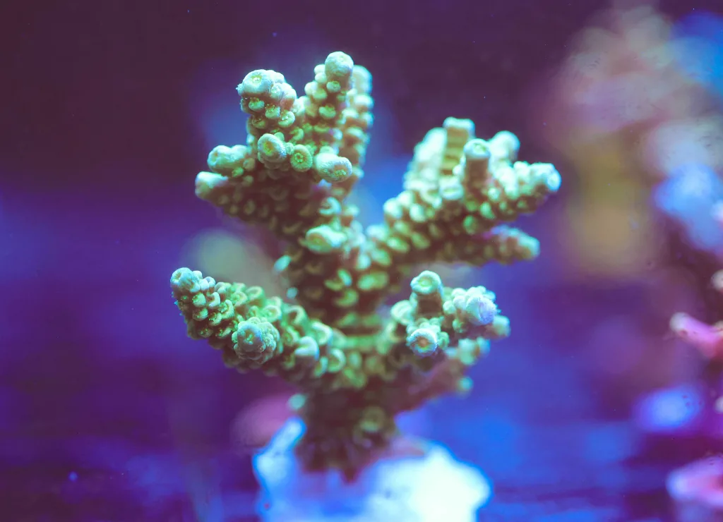 Frag Box Corals