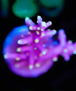Wysiwyg Pink Dragon Acropora Frag [F184]