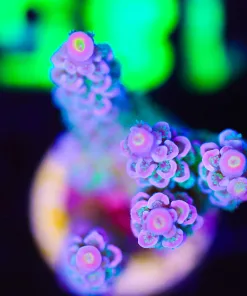 Wysiwyg Large Tri Color Tenuis Acropora Frag [F185]