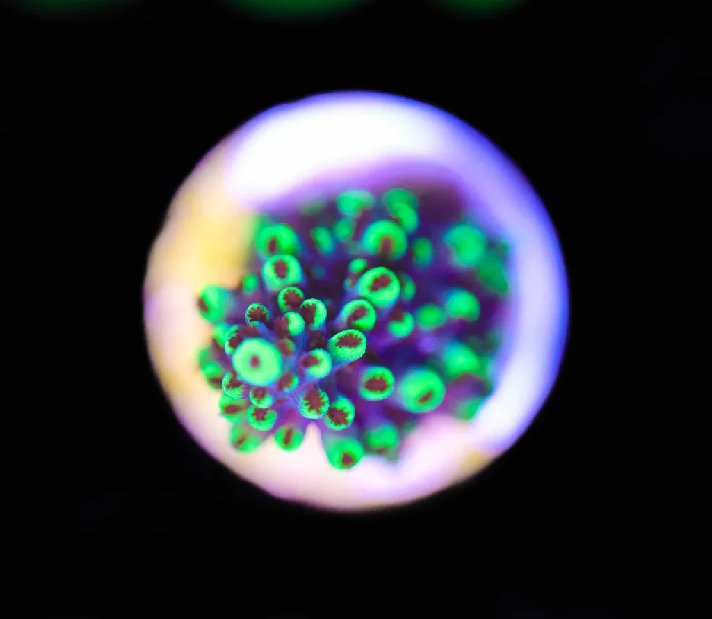 Frag Box Corals