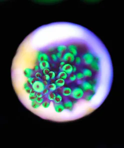 Wysiwyg  Abradtoindes  Acropora Frag  [F186]