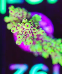 Wysiwyg  Large Scorpion Acropora Frag  [F187]