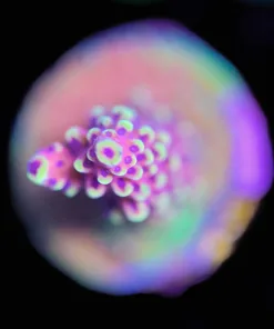 Wysiwyg Reef Raft Pink Cadiallac Acropora Frag [F188]