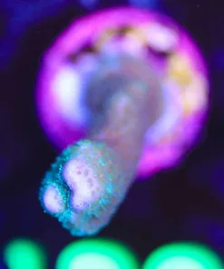 Wysiwyg Blue Digi Small Frag [F189]