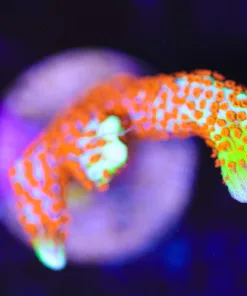 Wysiwyg Forest Fire Digtata Frag [F190]