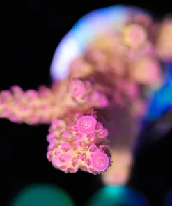 Wysiwyg Ragnarock Acropora Frag [F191]