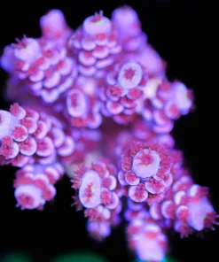 Wysiwyg Large Cherry Blossoma Tenuis Acropora Frag [F192]