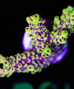 Wysiwyg Large Scorpion Acropora Frag [F193]