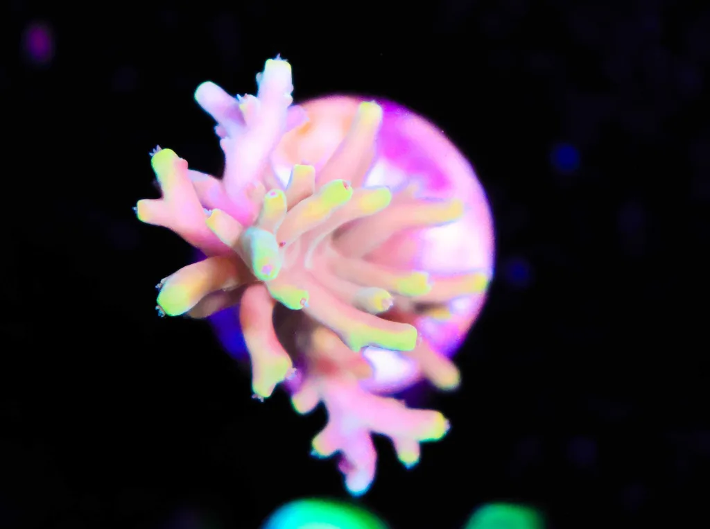 Frag Box Corals