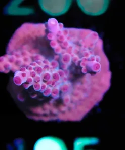 Wysiwyg Red Rhino Acropora Frag [F195]  (Red Acropora Granulosa Species)