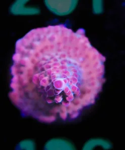 Wysiwyg Red Rhino Acropora Frag [F196]  (Red Acropora Granulosa Species)