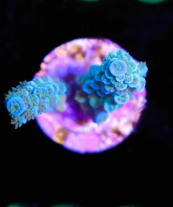 Wysiwyg Fuzzy Blue Sub Zero Acropora Frag  [F198]