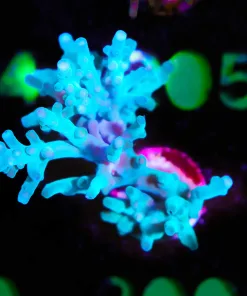 Wysiwyg  ORA Hawkins Blue Enchianta *Mini Colony* / Enoromous Frag [F200]