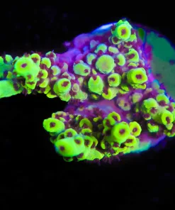 Wysiwyg Scorpion Acropora Frag [F201]