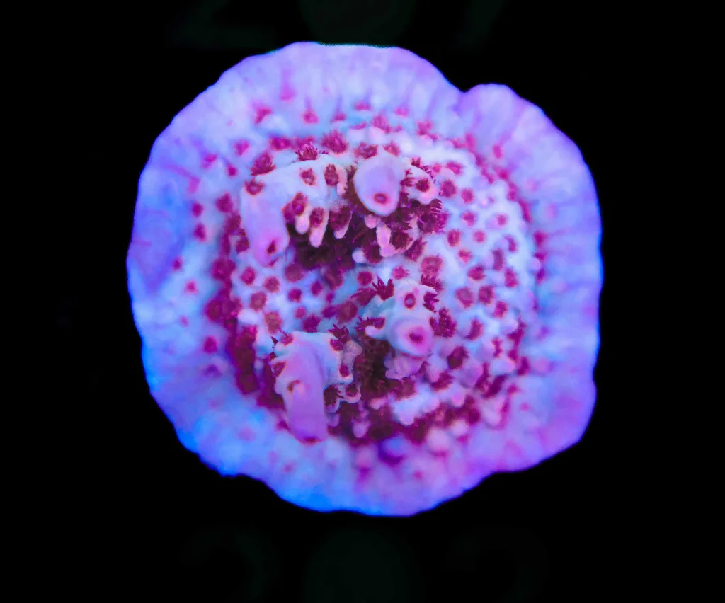 Frag Box Corals