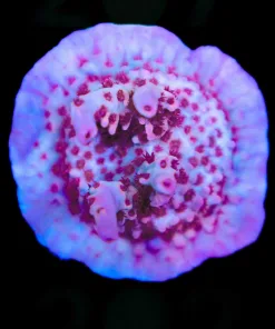 Wysiwyg Large Red Robin Acropora Frag [F202]