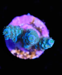 Wysiwyg Sub Zero Acropora Frag [F203]