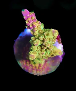 Wysiwyg Reef Raft Rainbow Loom Acropora Frag [F204]