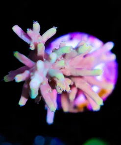 Wysiwyg Golden Dragon Acropora Frag [F205]