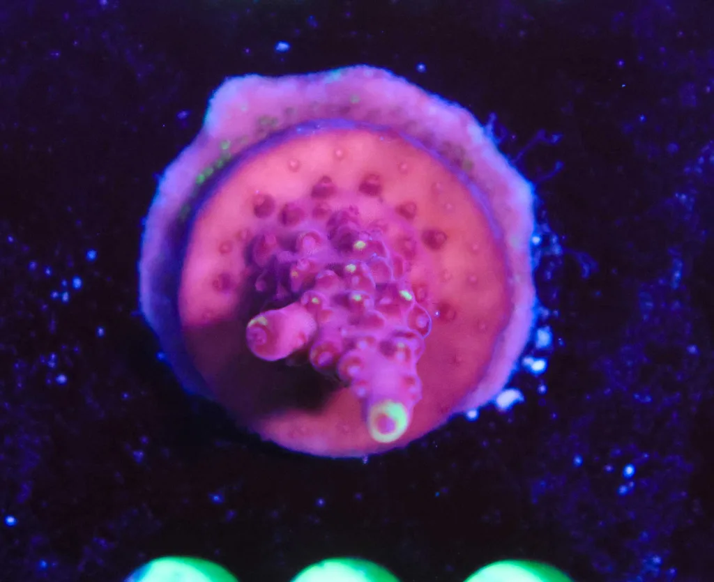 Frag Box Corals
