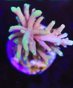 Wysiwyg Golden Dragon Acropora Frag [F206]
