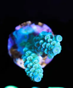 Wysiwyg  Sub Zero Acropora Frag  [F215]