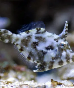 Aiptasia Eating Filefish *pick up only*