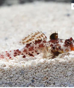 Red Scooter Dragonet (Synchiropus stellatus) - Quarantined - in our display tank *pick up only*