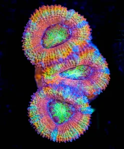 Wysiwyg Multi-coloured Acan Frag [F11]